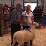 2011 Provincial Exhibition: Champion Ewe